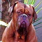 Delilah, female doguedebordeaux breed
